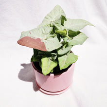 Load image into Gallery viewer, SYNGONIUM MILK CONFETTI berrykinn
