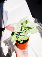 Load image into Gallery viewer, SYNGONIUM MILK CONFETTI berrykinn
