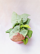 Load image into Gallery viewer, SYNGONIUM MILK CONFETTI berrykinn

