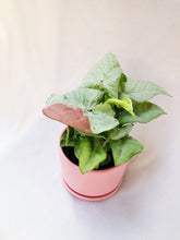 Load image into Gallery viewer, SYNGONIUM MILK CONFETTI berrykinn
