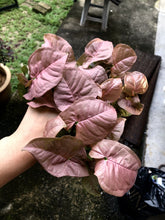 Load image into Gallery viewer, SYNGONIUM NEON ROBUSTA (PINK SYNGONIUM) berrykinn
