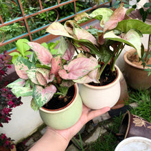 Load image into Gallery viewer, SYNGONIUM NEON ROBUSTA (PINK SYNGONIUM) berrykinn
