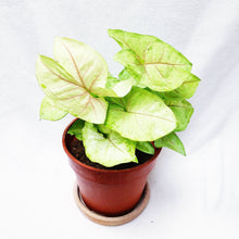 Load image into Gallery viewer, SYNGONIUM PINK ALLUSION berrykinn
