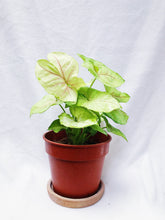 Load image into Gallery viewer, SYNGONIUM PINK ALLUSION berrykinn
