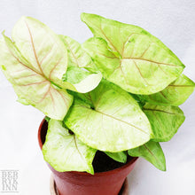 Load image into Gallery viewer, SYNGONIUM PINK ALLUSION berrykinn
