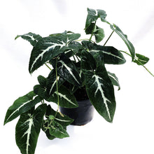 Load image into Gallery viewer, SYNGONIUM WENDLANDII berrykinn
