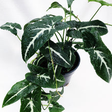 Load image into Gallery viewer, SYNGONIUM WENDLANDII berrykinn
