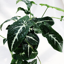 Load image into Gallery viewer, SYNGONIUM WENDLANDII berrykinn

