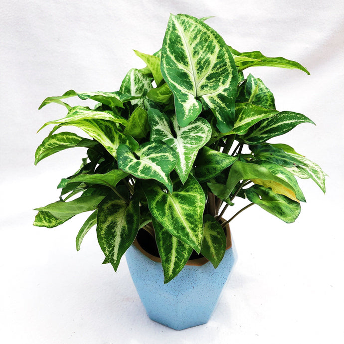 SYNGONIUM WHITE BUTTERFLY berrykinn