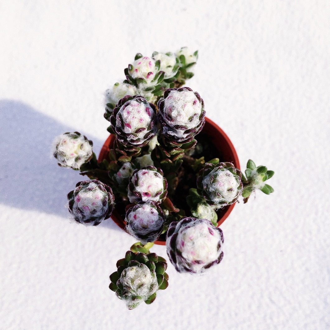 [Special Succies] COBWEB berrykinn