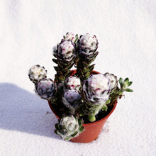 Load image into Gallery viewer, [Special Succies] COBWEB berrykinn
