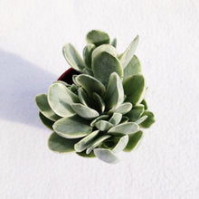 Load image into Gallery viewer, [Special Succies] CRASSULA OVATA VARIEGATA berrykinn
