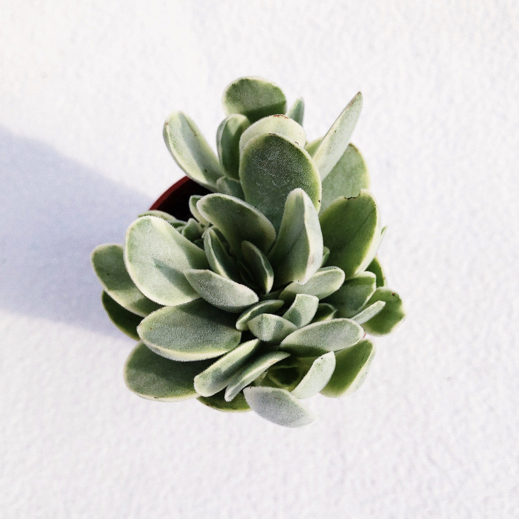 [Special Succies] CRASSULA OVATA VARIEGATA berrykinn