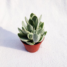 Load image into Gallery viewer, [Special Succies] CRASSULA OVATA VARIEGATA berrykinn
