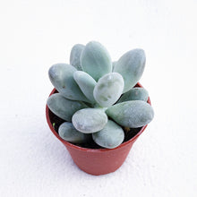 Load image into Gallery viewer, [Special Succies] GRAPTOVERIA OPALINA berrykinn
