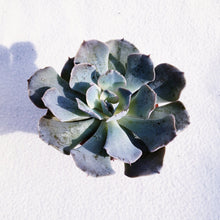 Load image into Gallery viewer, [Special Succies] MEXICAN HENS berrykinn
