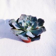 Load image into Gallery viewer, [Special Succies] MEXICAN HENS berrykinn
