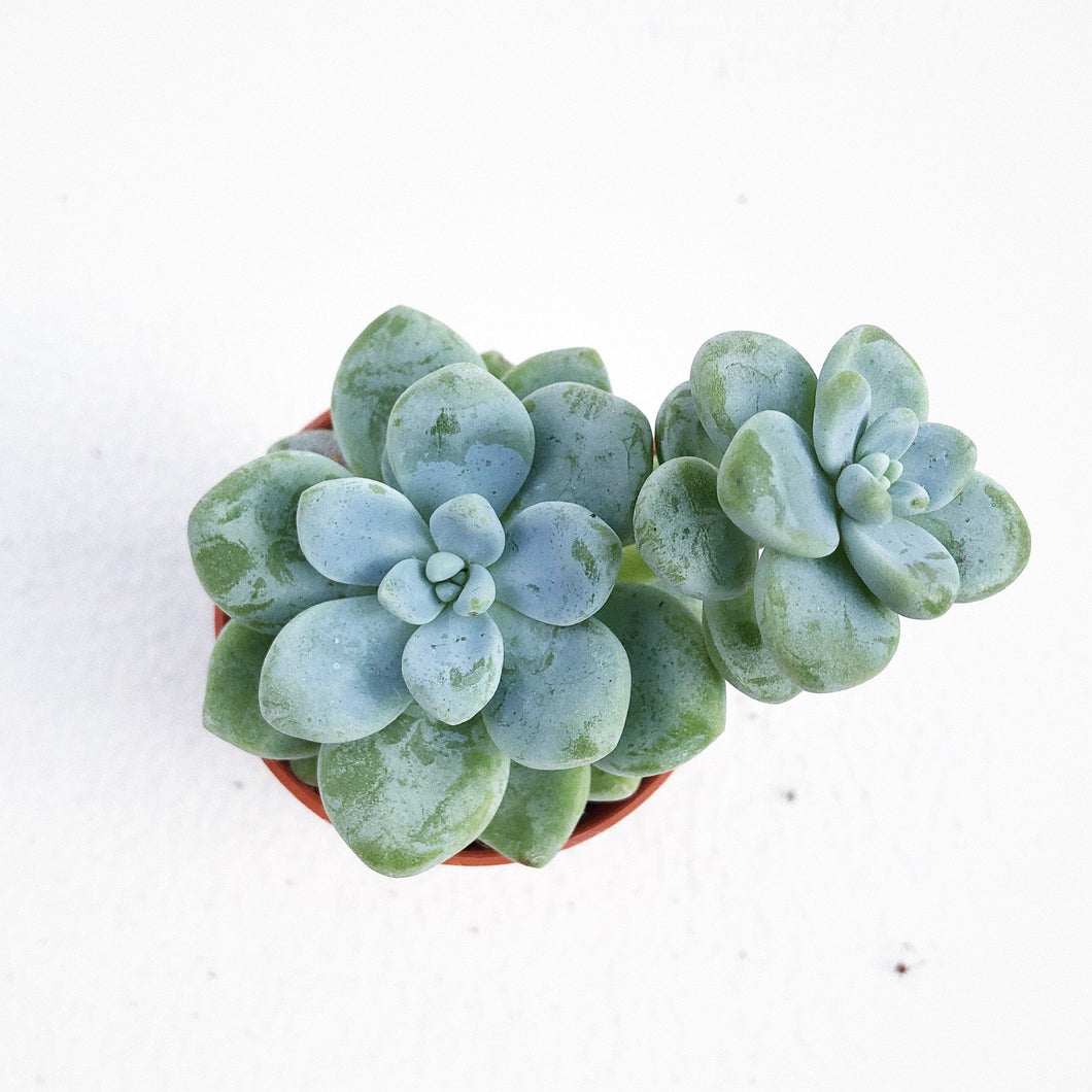 [Special Succies] SEDUM CLAVATUM berrykinn
