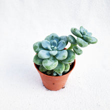 Load image into Gallery viewer, [Special Succies] SEDUM CLAVATUM berrykinn
