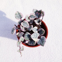 Load image into Gallery viewer, [Special Succies] Variegated String Of Hearts berrykinn
