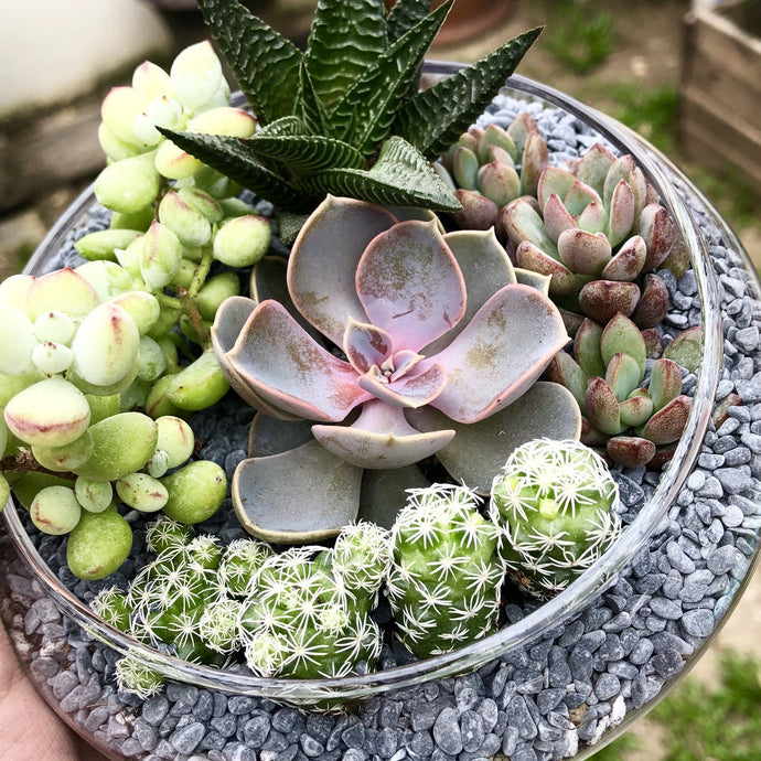 Succulents Arrangement berrykinn