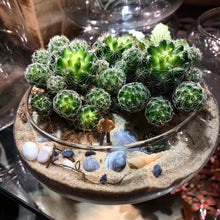 Load image into Gallery viewer, Succulents Arrangement berrykinn
