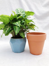 Load image into Gallery viewer, TERRACOTTA POTS berrykinn
