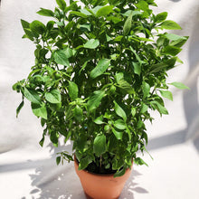 Load image into Gallery viewer, THAI BASIL berrykinn
