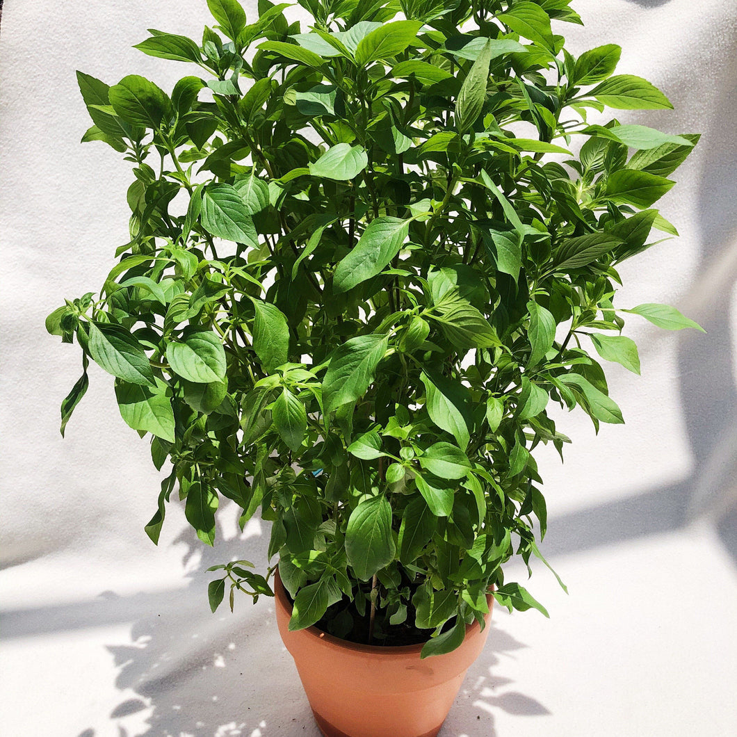 THAI BASIL berrykinn