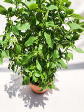 Load image into Gallery viewer, THAI BASIL berrykinn
