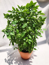 Load image into Gallery viewer, THAI BASIL berrykinn
