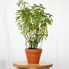 Load image into Gallery viewer, THAI BASIL berrykinn
