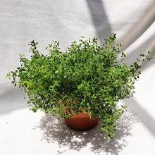 Load image into Gallery viewer, THYME berrykinn
