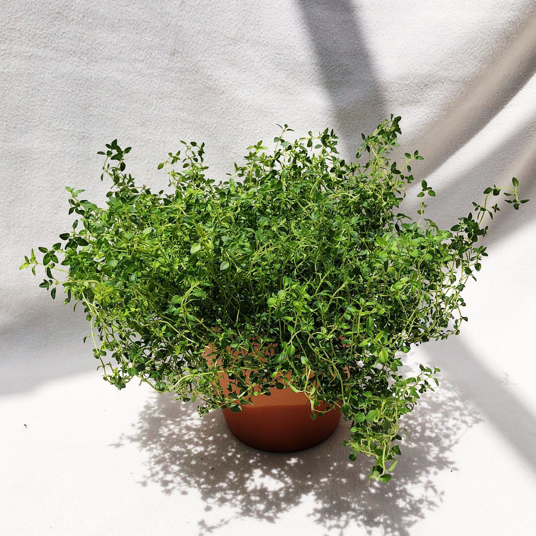 THYME berrykinn