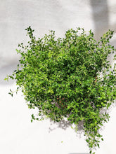 Load image into Gallery viewer, THYME berrykinn
