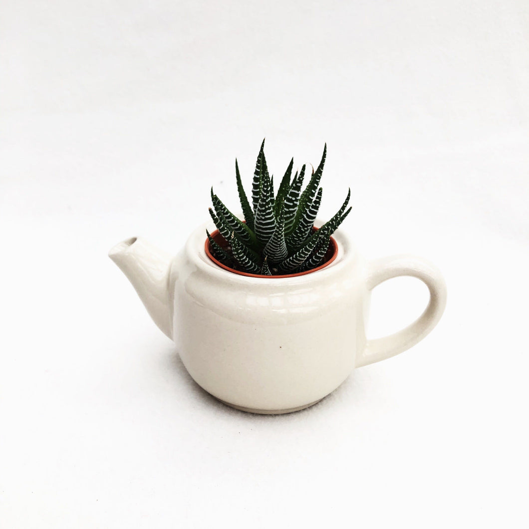 Teapot Luv berrykinn