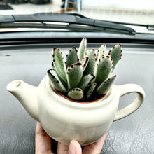 Load image into Gallery viewer, Teapot Luv berrykinn
