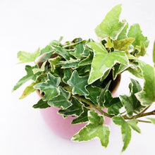 Load image into Gallery viewer, VARIEGATED ENGLISH IVY berrykinn
