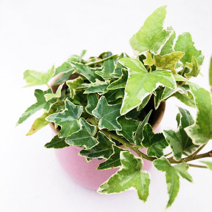 VARIEGATED ENGLISH IVY berrykinn