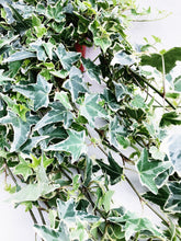 Load image into Gallery viewer, VARIEGATED ENGLISH IVY berrykinn
