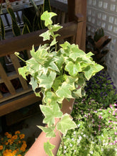 Load image into Gallery viewer, VARIEGATED ENGLISH IVY berrykinn
