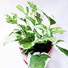 Load image into Gallery viewer, VARIEGATED EPIPREMNUM berrykinn
