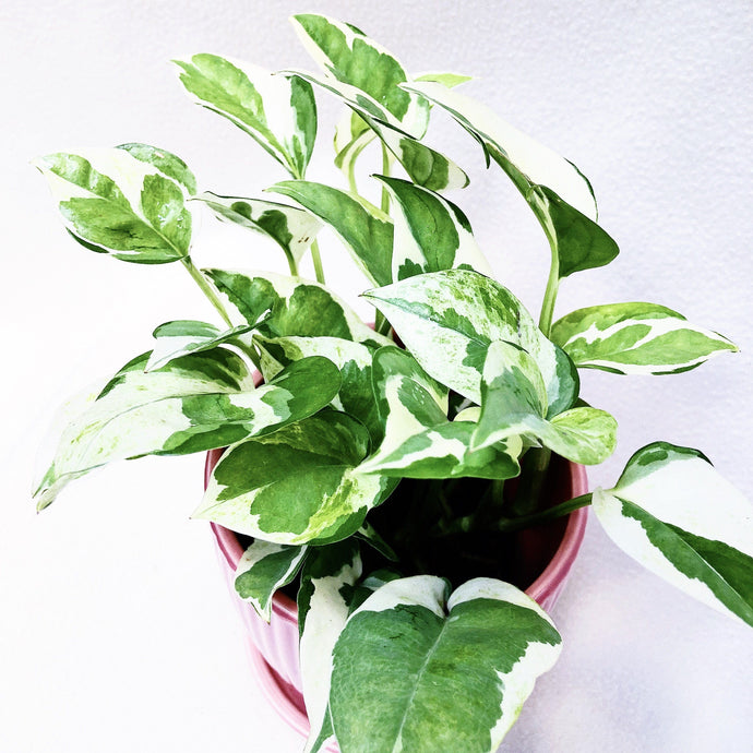 VARIEGATED EPIPREMNUM berrykinn