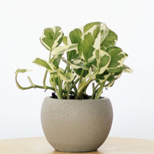 Load image into Gallery viewer, VARIEGATED EPIPREMNUM berrykinn
