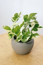 Load image into Gallery viewer, VARIEGATED EPIPREMNUM berrykinn
