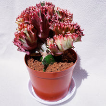 Load image into Gallery viewer, VARIEGATED EUPHOPRBIA LACTEA CRISTATA berrykinn
