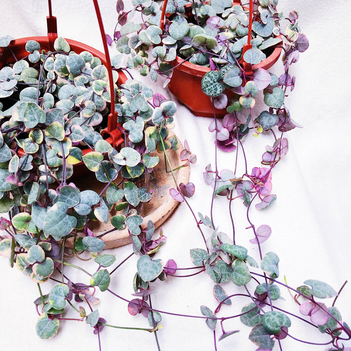 VARIEGATED STRING OF HEARTS berrykinn