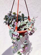 Load image into Gallery viewer, VARIEGATED STRING OF HEARTS berrykinn
