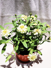 Load image into Gallery viewer, ZINNIAS MINI DAISY berrykinn
