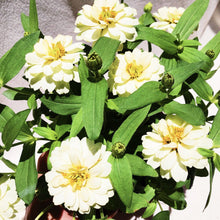 Load image into Gallery viewer, ZINNIAS MINI DAISY berrykinn
